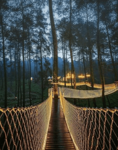 Forest Canopy Bridge