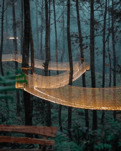 Lit Canopy Walk